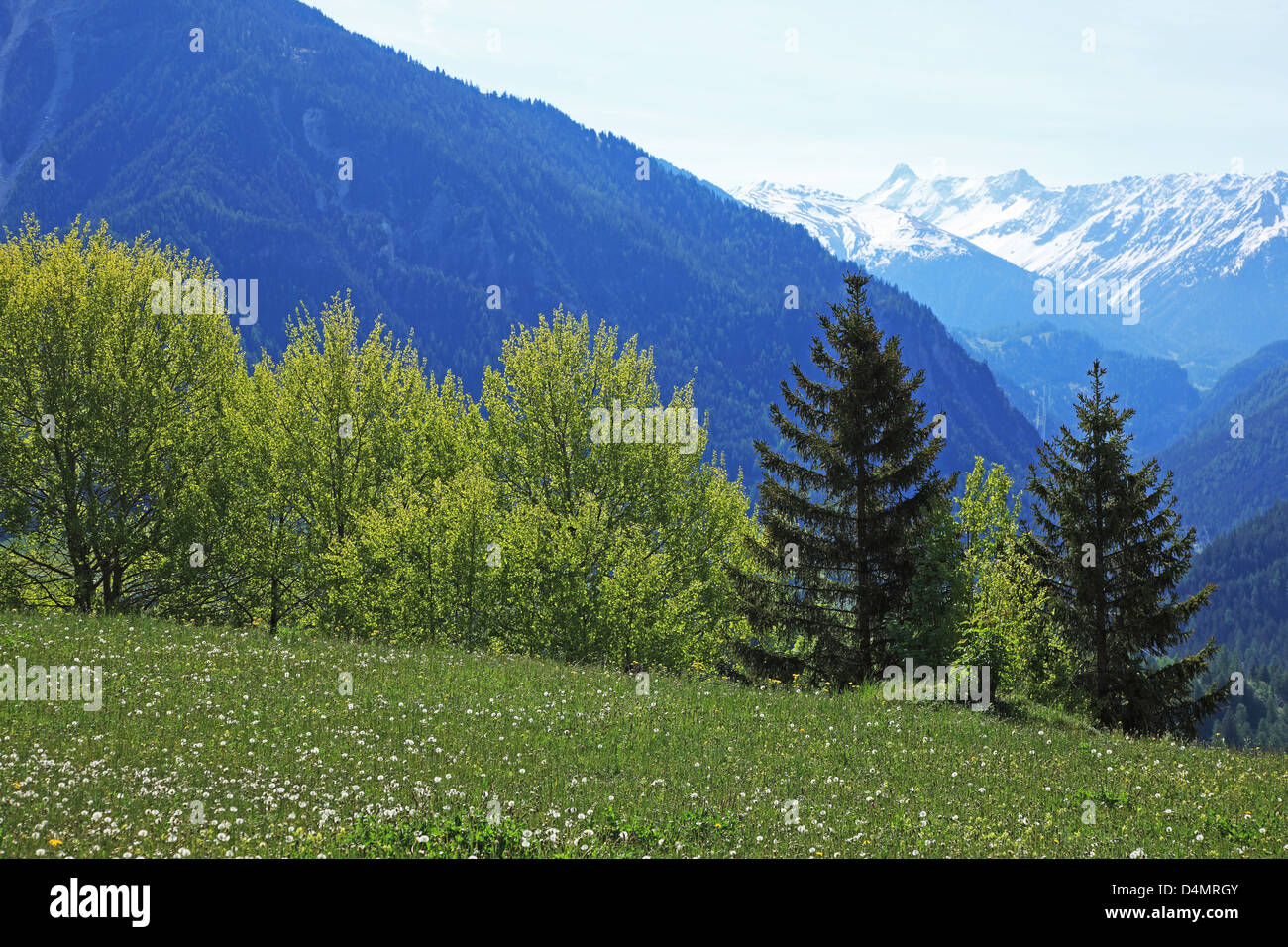 Switzerland, Canton Graubünden, fresh green Stock Photo
