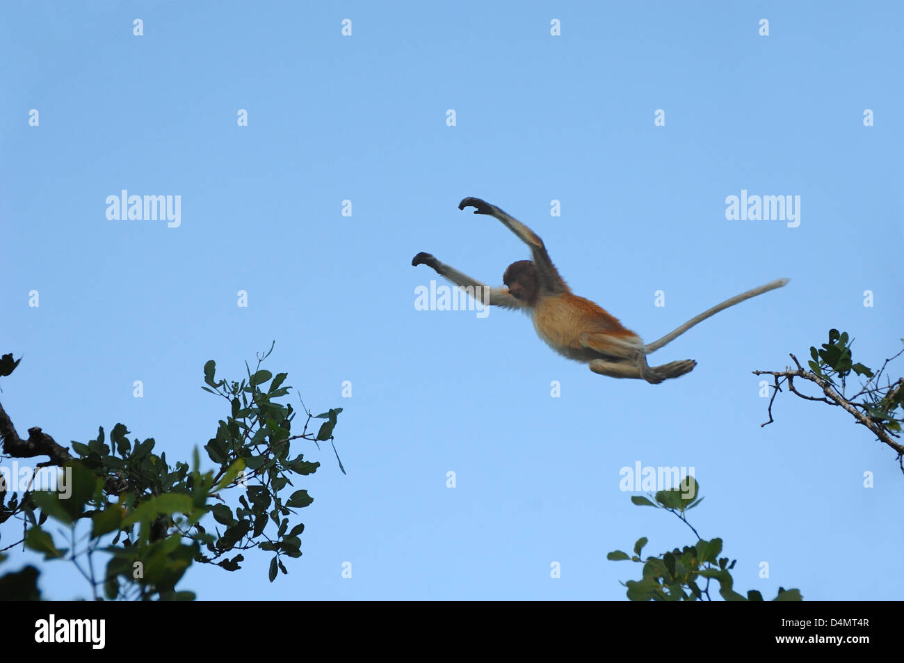 Young Proboscis Monkey aka Long-Nosed Monkey, Nasalis larvatus, Jumping in Mangrove Forest Bako National Park Sarawak Borneo Malaysia Stock Photo