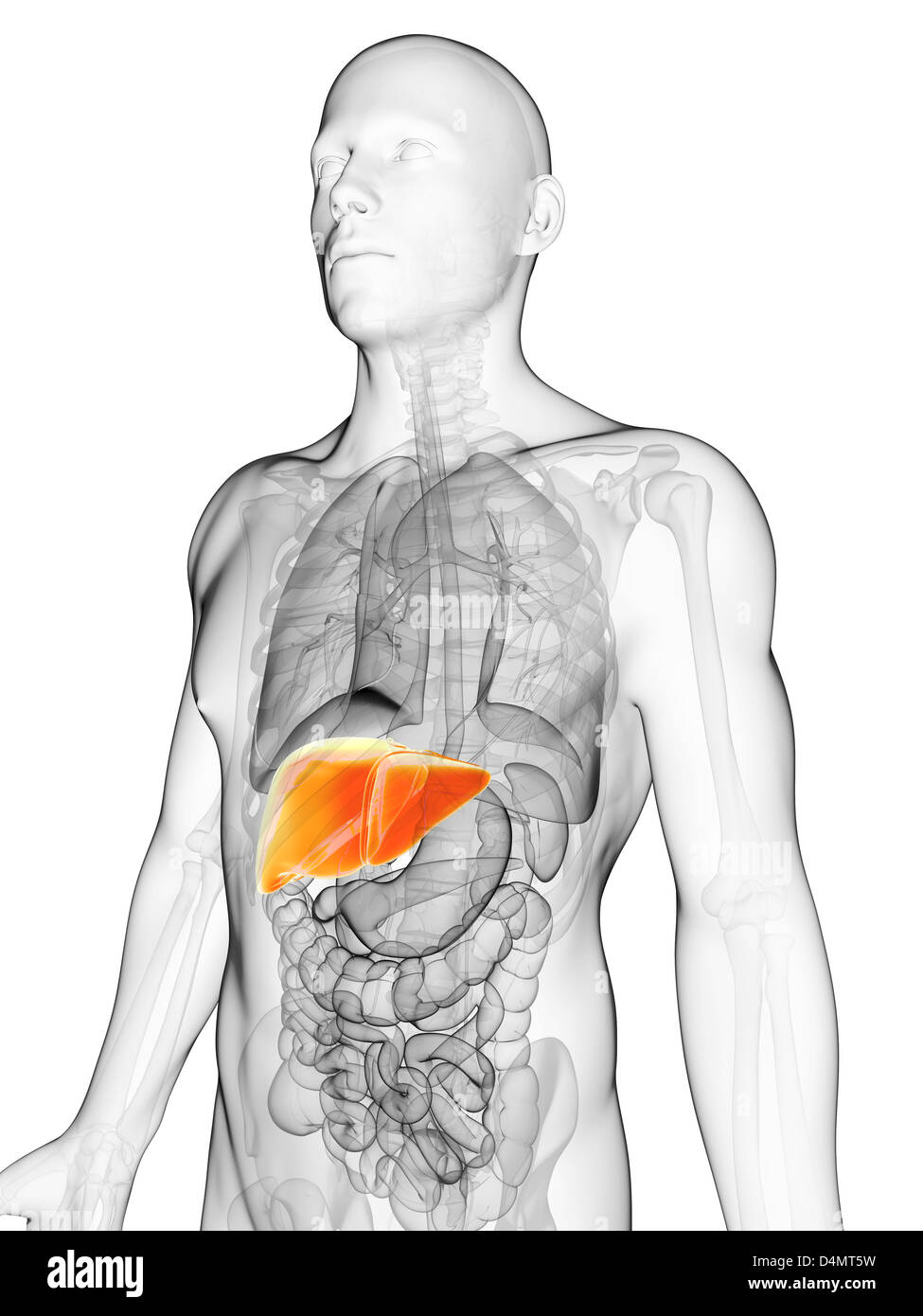 Male liver Stock Photo