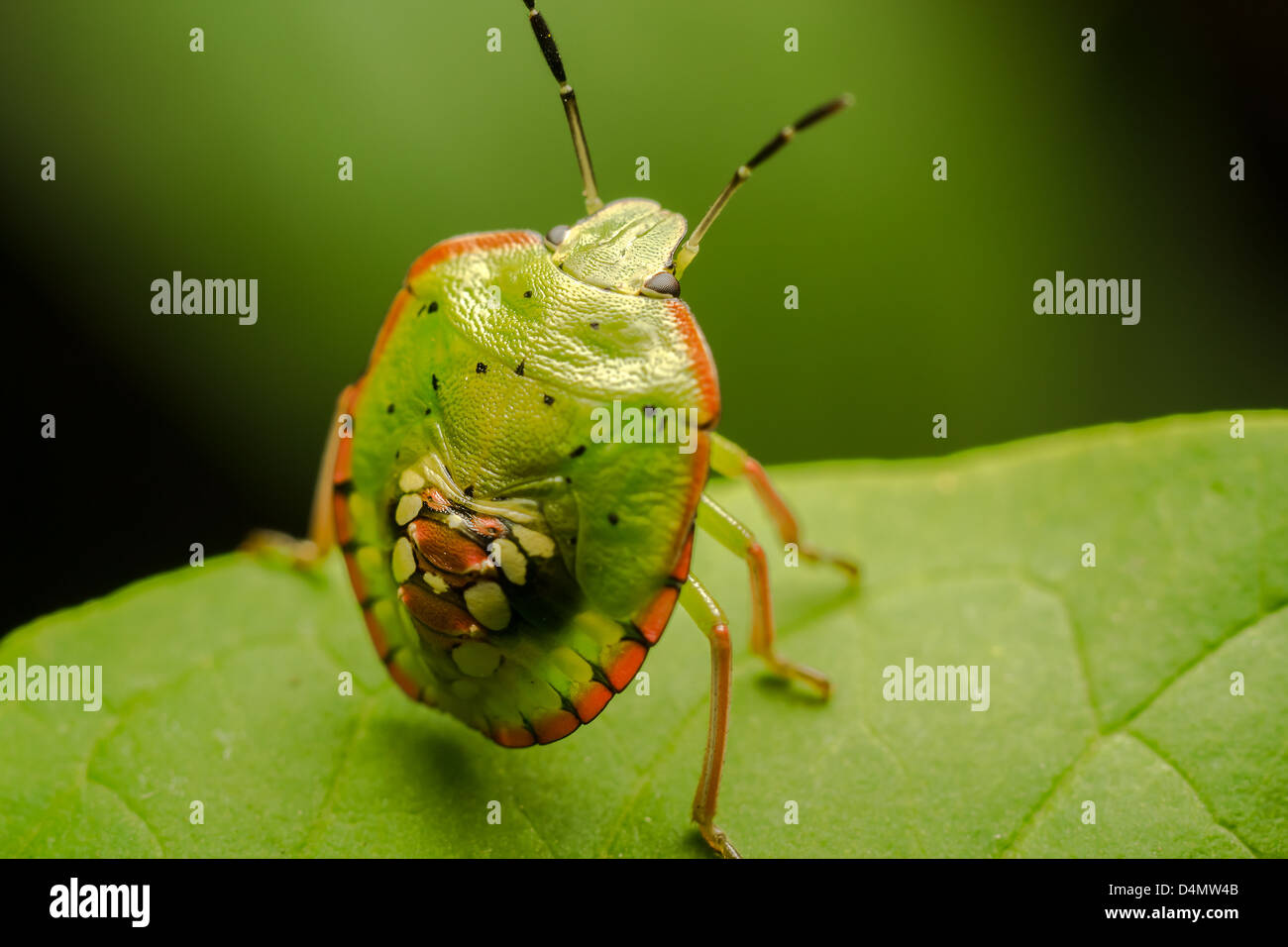 Multicolored Shield Bug Stock Photo