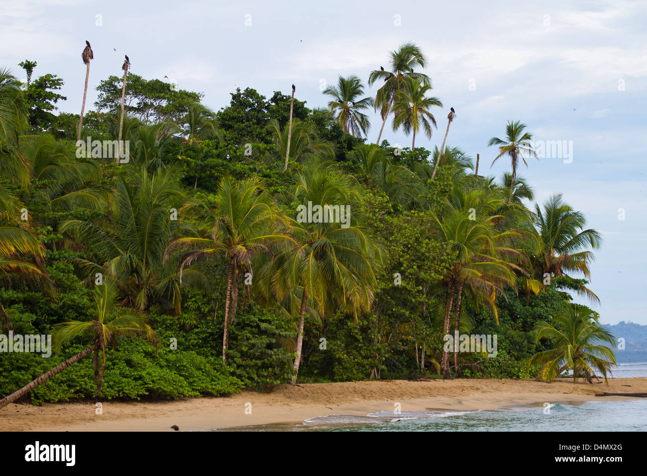 Tropical beach with clear water and lush vegetation in Costa Rica Stock Photo