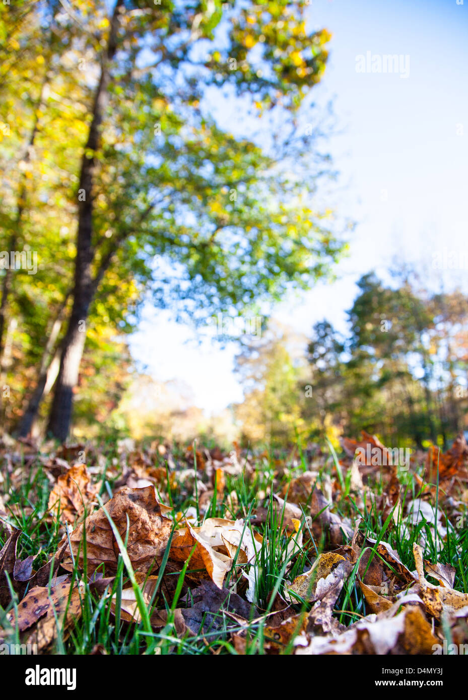 Autumn leaves fall from tree hi-res stock photography and images - Alamy