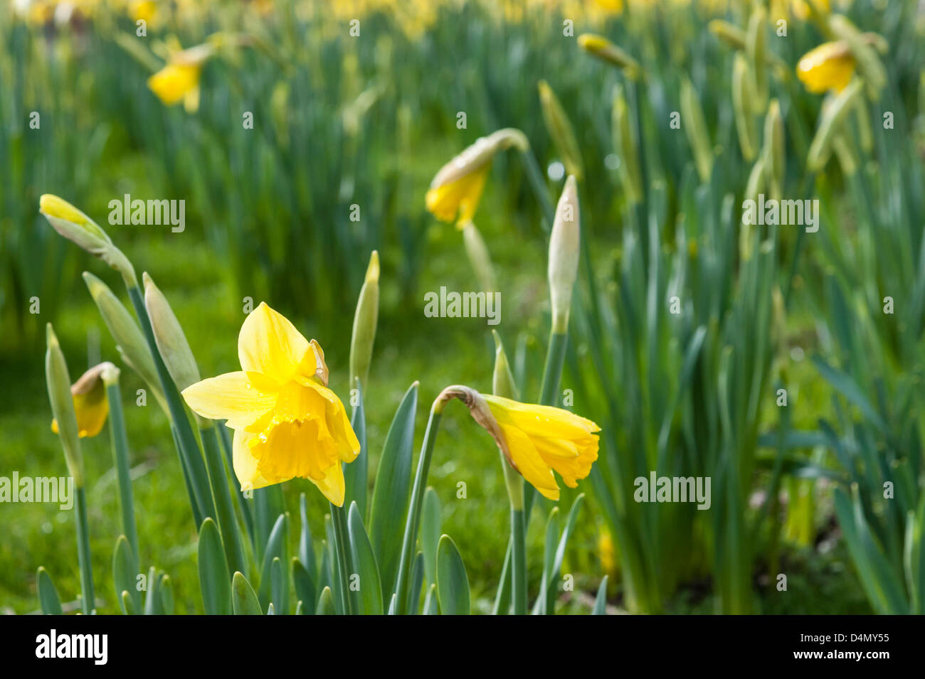 Thriplow Daffodil Weekend, Cambridgeshire, UK. Sat March 16th 2013