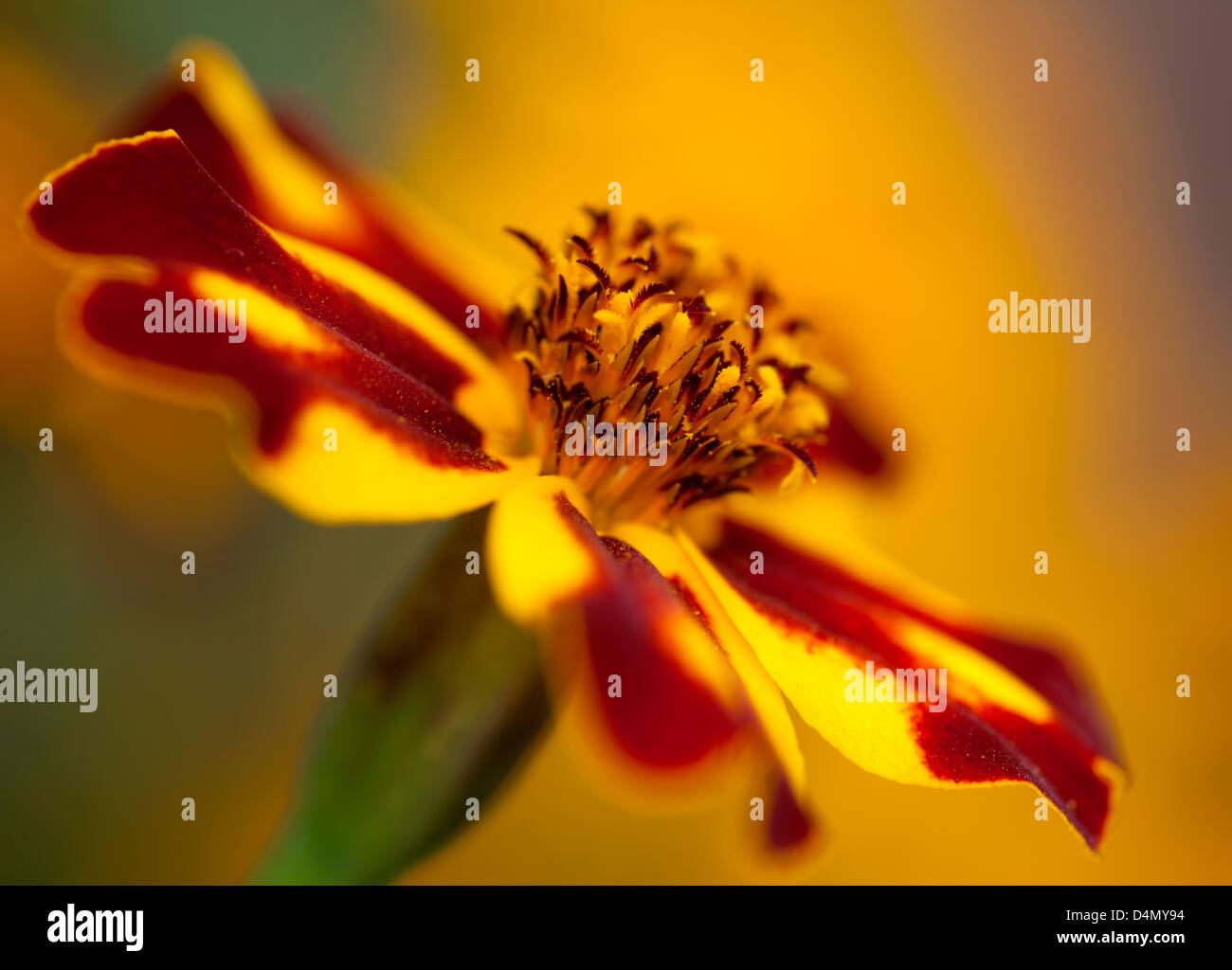 Portrait of a French marigold (Tagetes patula). Stock Photo