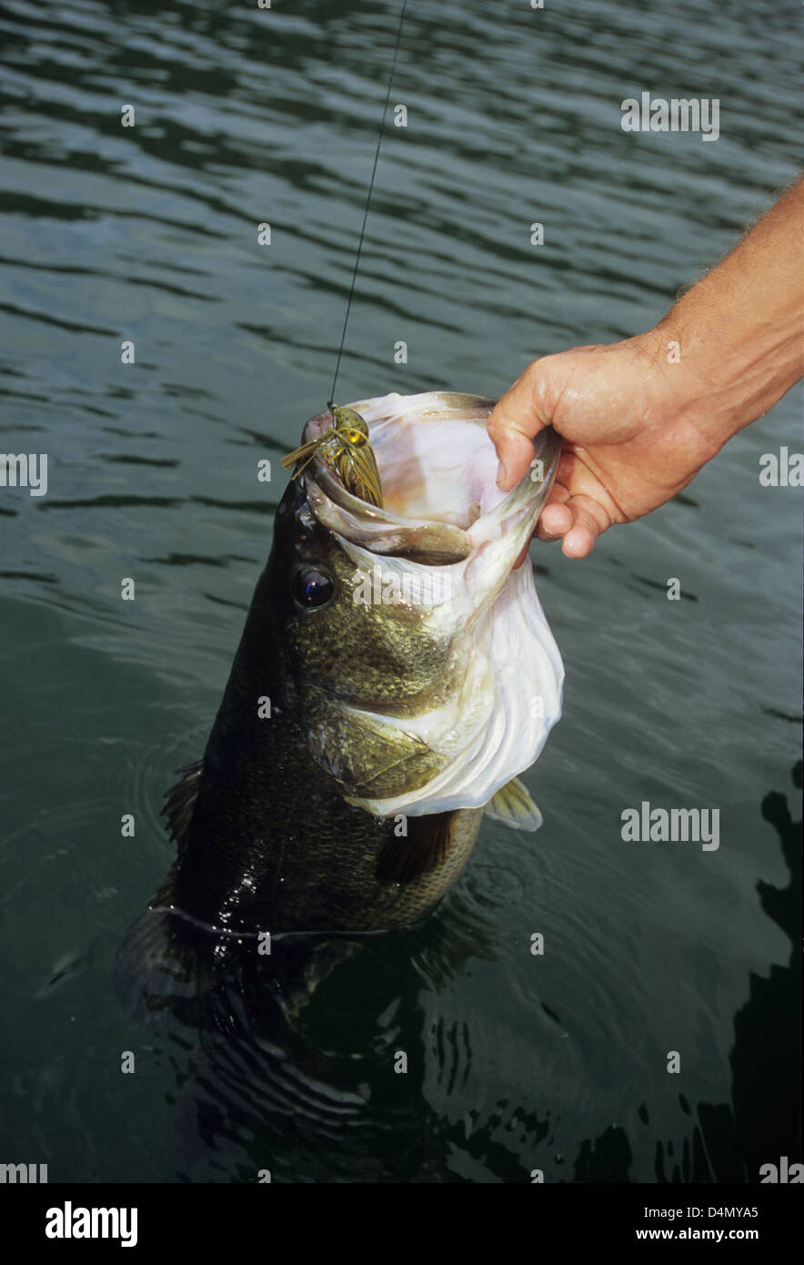 large mouth bass' hi-res stock photography and images - Page 3 - Alamy