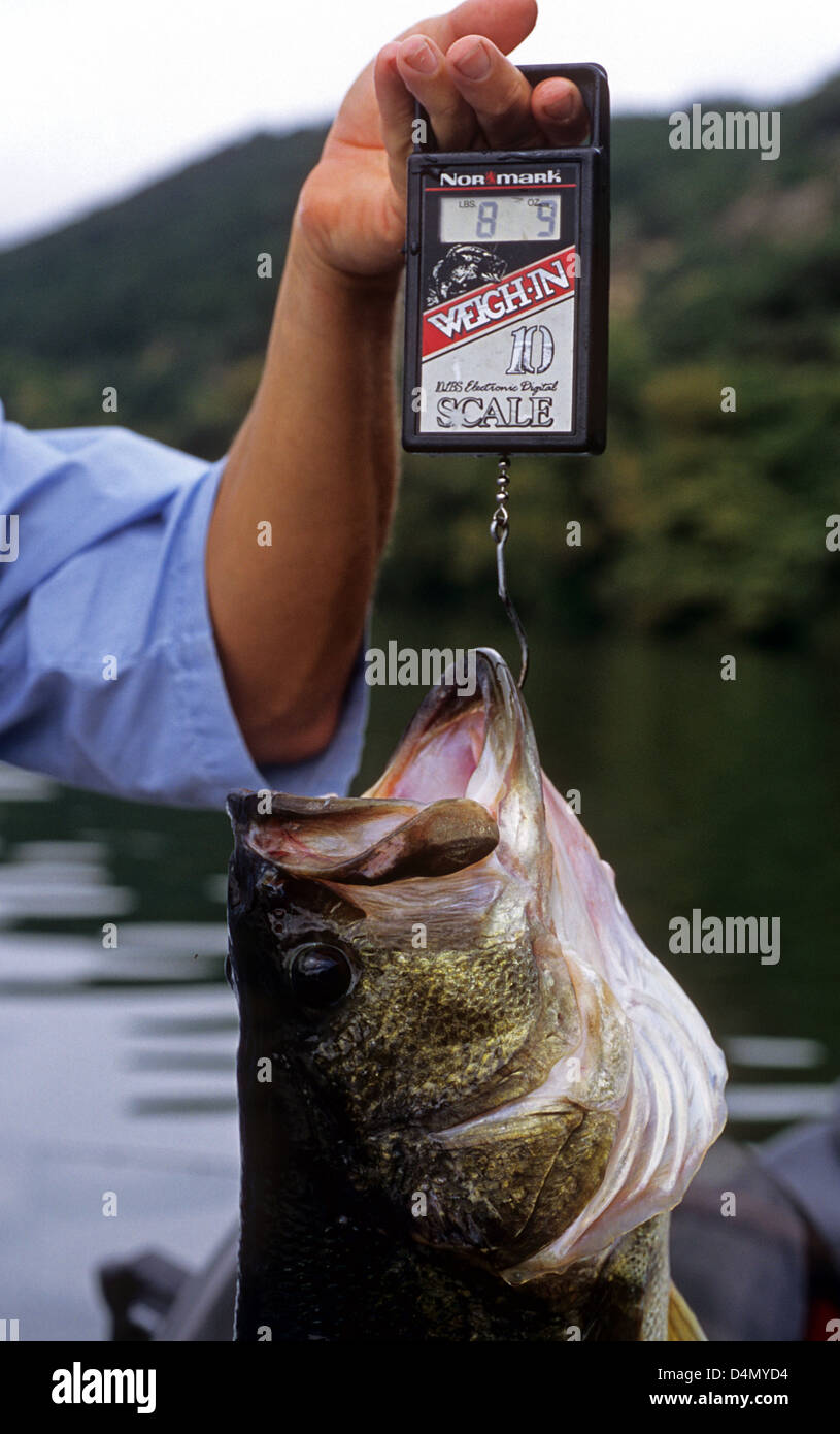 bass fish being caught on a hook full body Fisherman holding a trophy largemouth bass (Micropterus salmoides) caught  on Lake Austin, Texas Stock Photo
