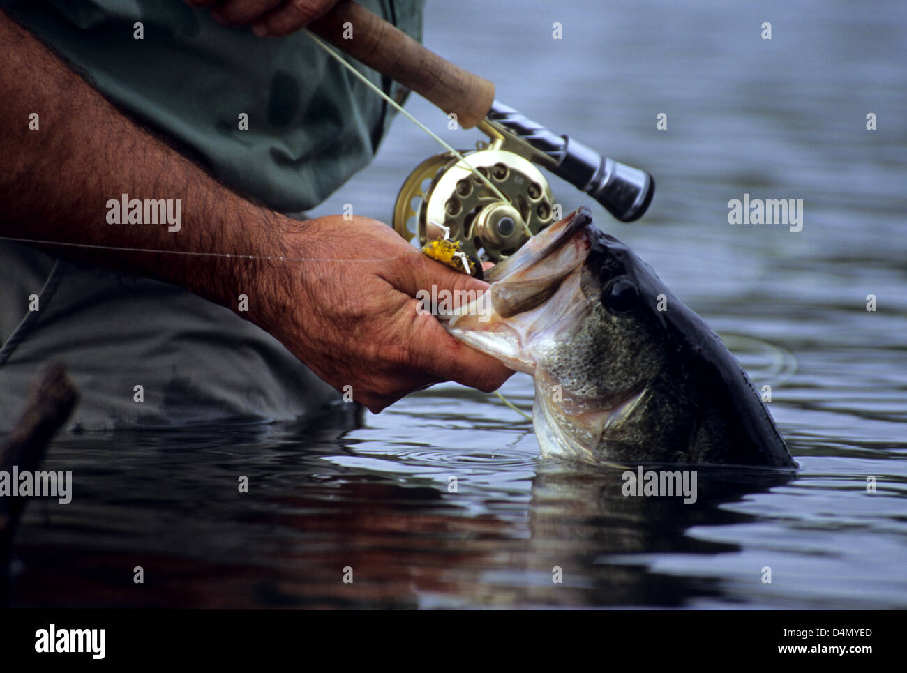 Fly fisherman landing a largemouth bass (Micropterus salmoides) from a ranch pond near Devine