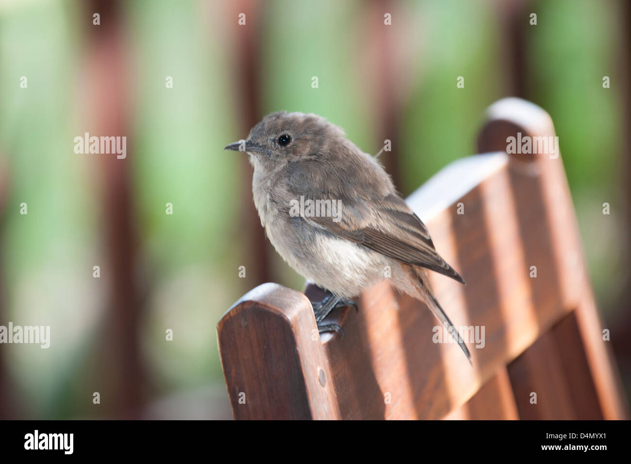 Young Familiar Chat bird. Cercomela familiaris South African wild bird sitting chair Stock Photo