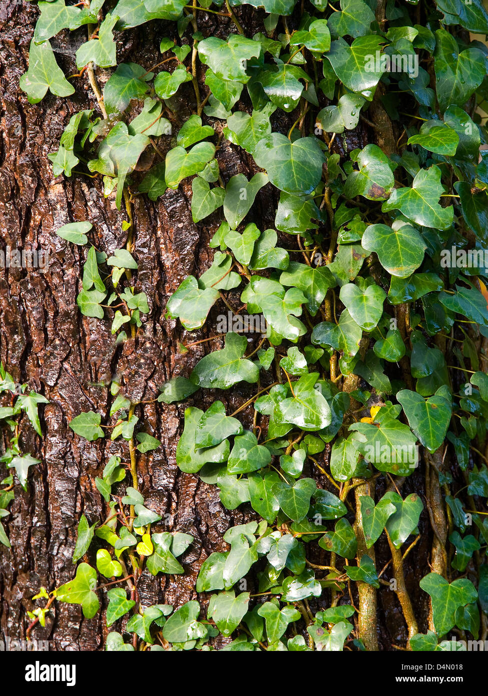 Creeper in a tree. Nature background. Stock Photo