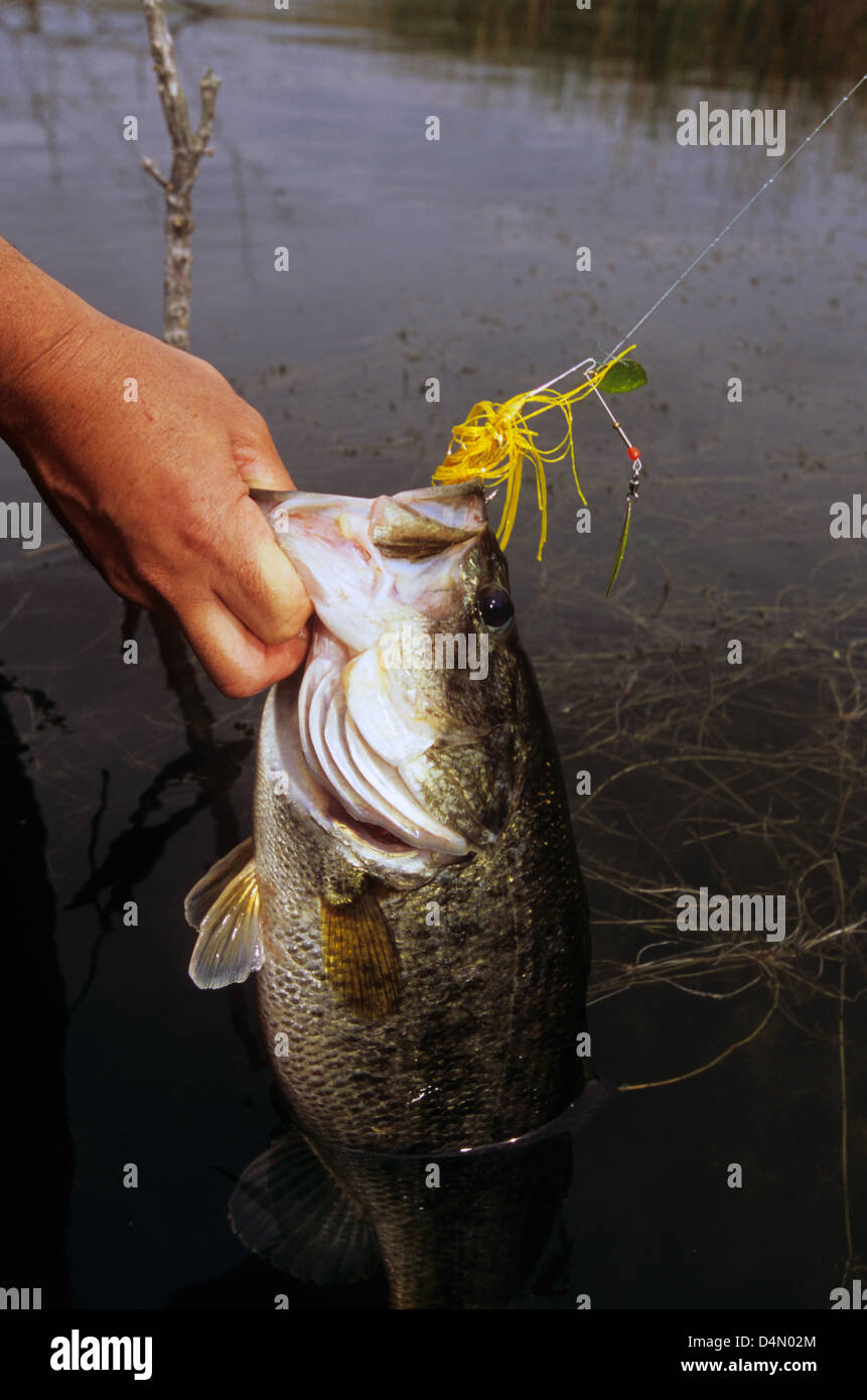 Fisherman landing a largemouth bass (Micropterus salmoides) caught on Choke Canyon Lake, Texas Stock Photo