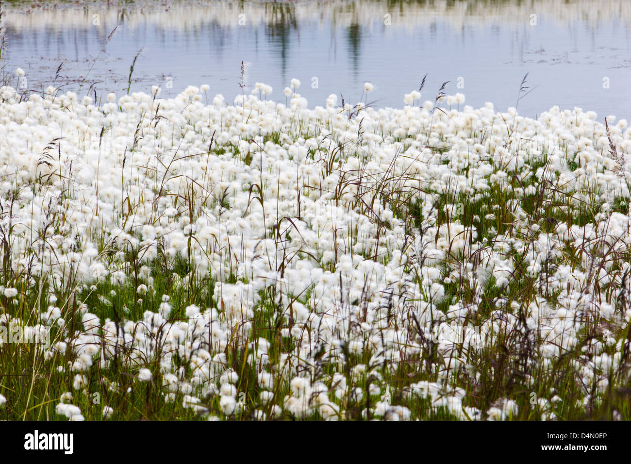 Alaska Cotton Grass (Eriophorum brachyantherm) grows along a tundra