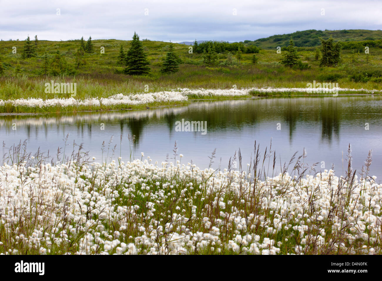 White cotton grass eriophorum hires stock photography and images Alamy