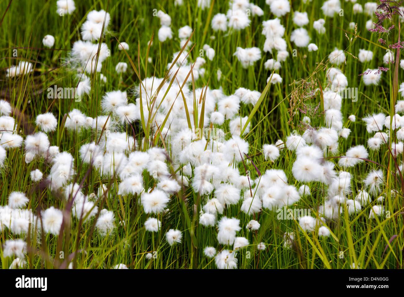 Alaska Cotton Grass (Eriophorum brachyantherm) grows along a tundra