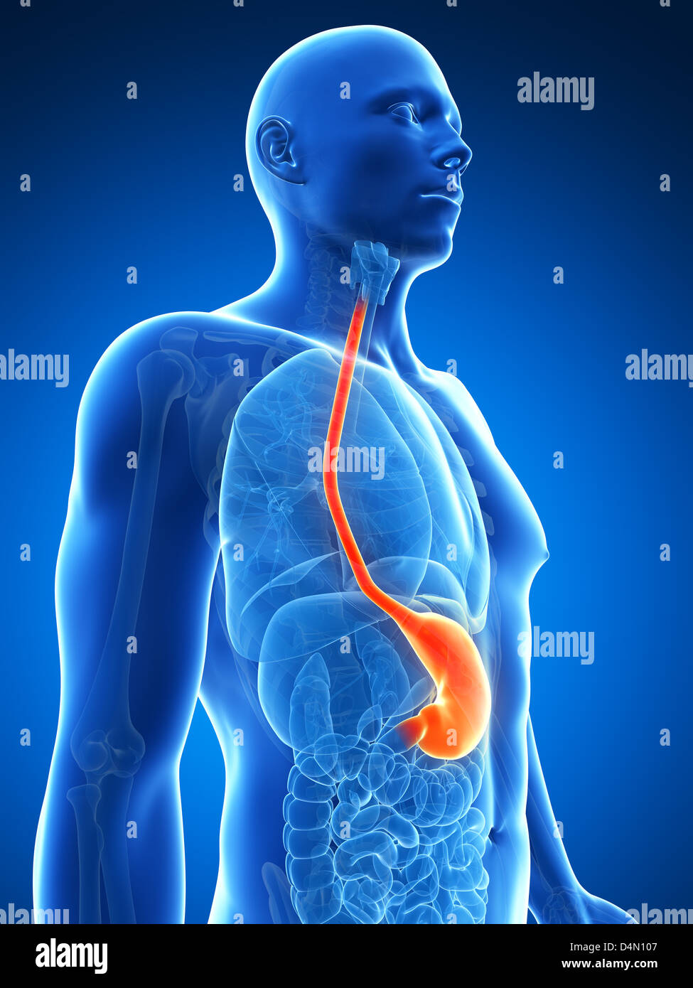 Male stomach Stock Photo