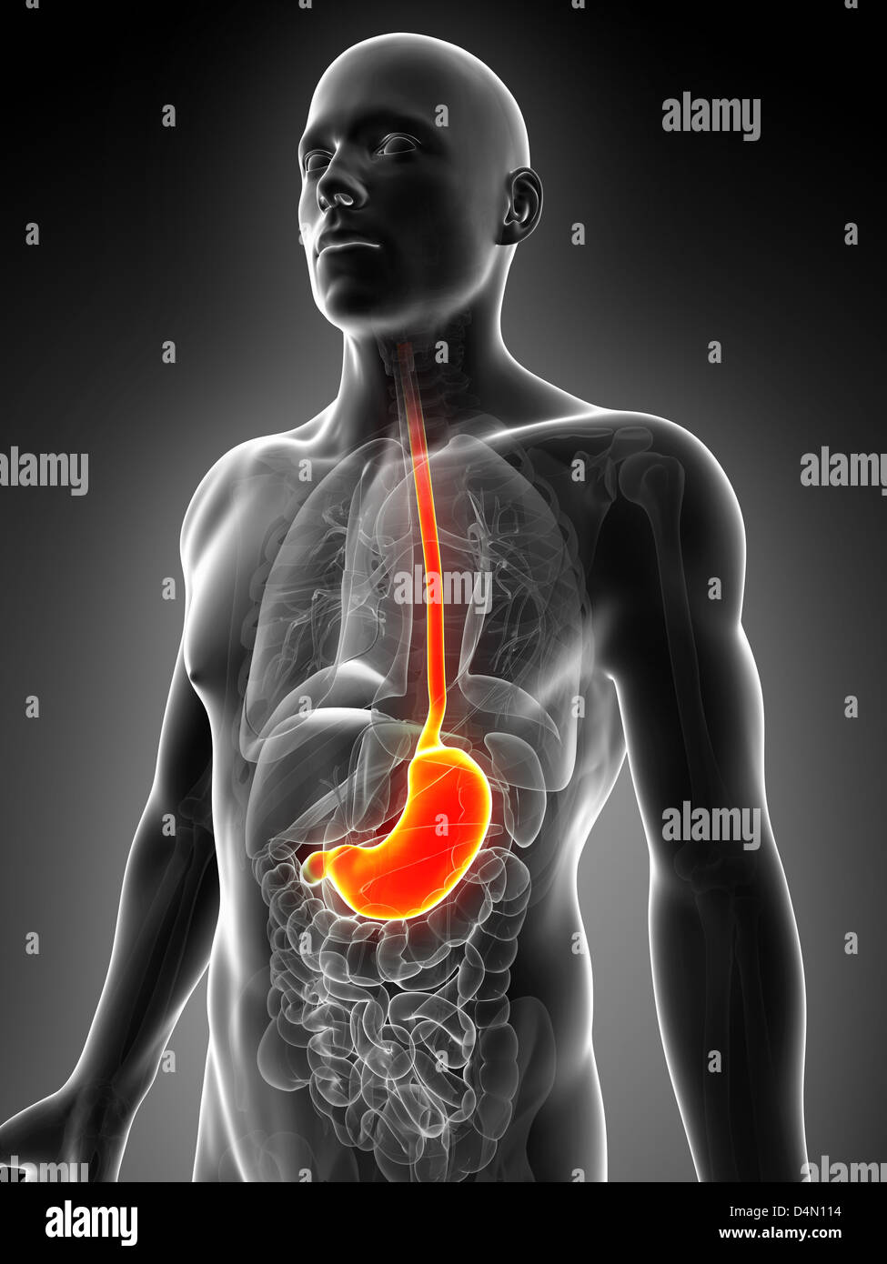Male stomach Stock Photo