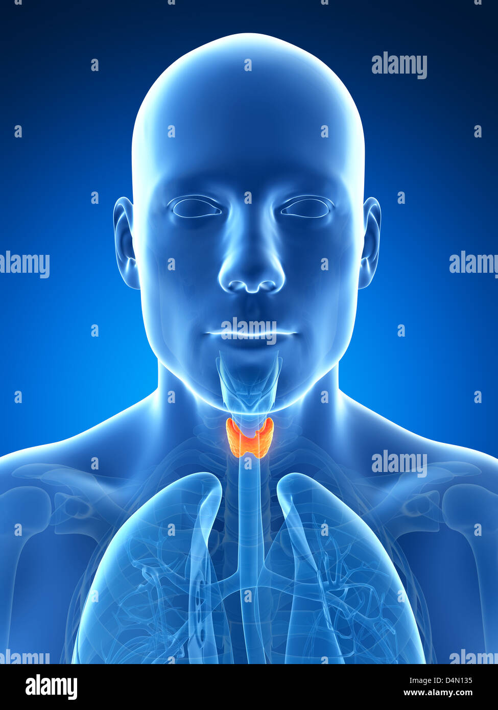 Thyroid gland Stock Photo