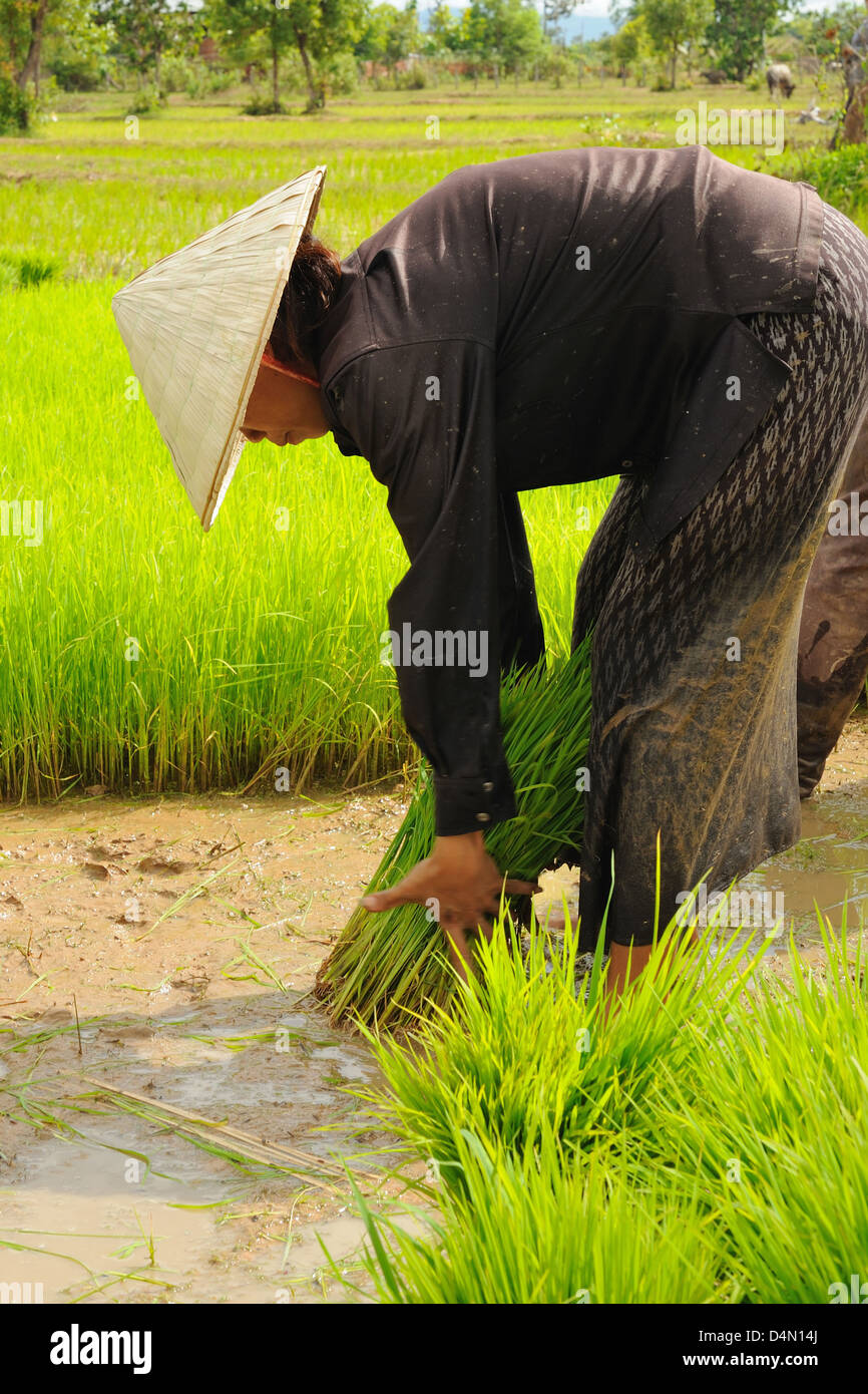 Thai farmer working on field. Stock Photo