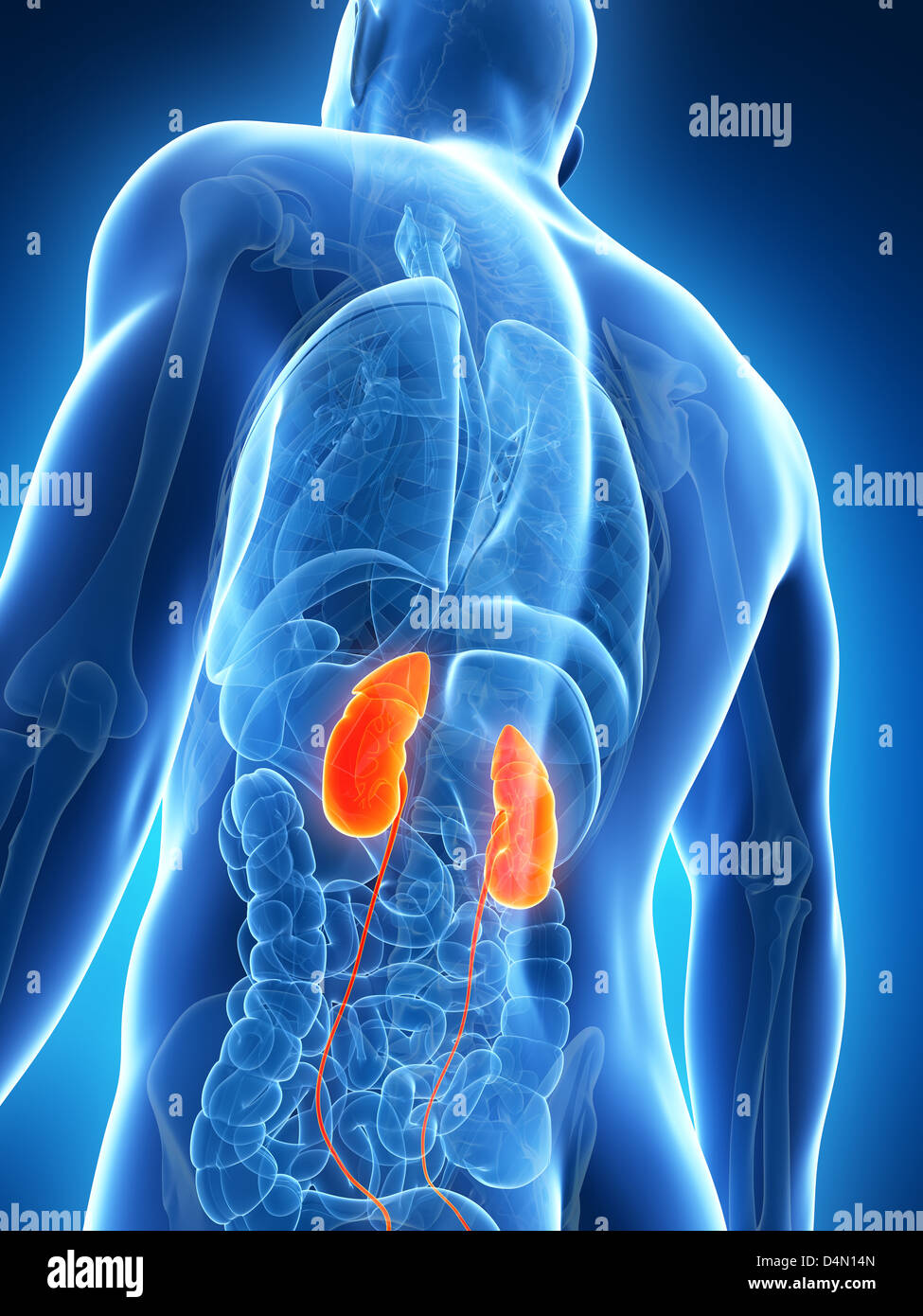 Male kidneys Stock Photo