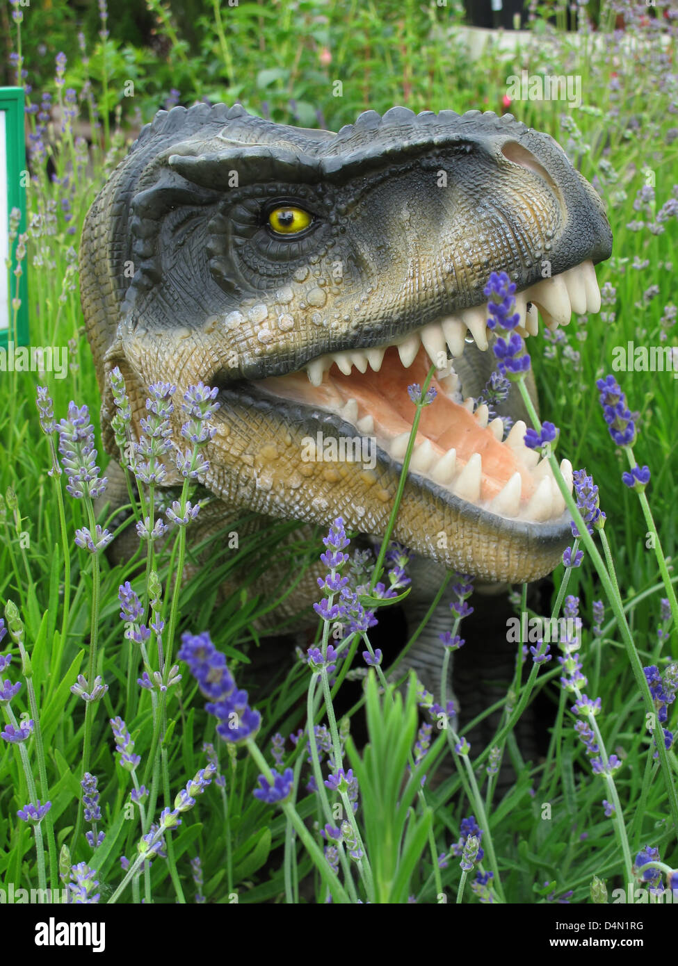 Tyrannosaurus Rex dinosaur, little plastic, life like model, placed in the grass at the locale garden center. Stock Photo
