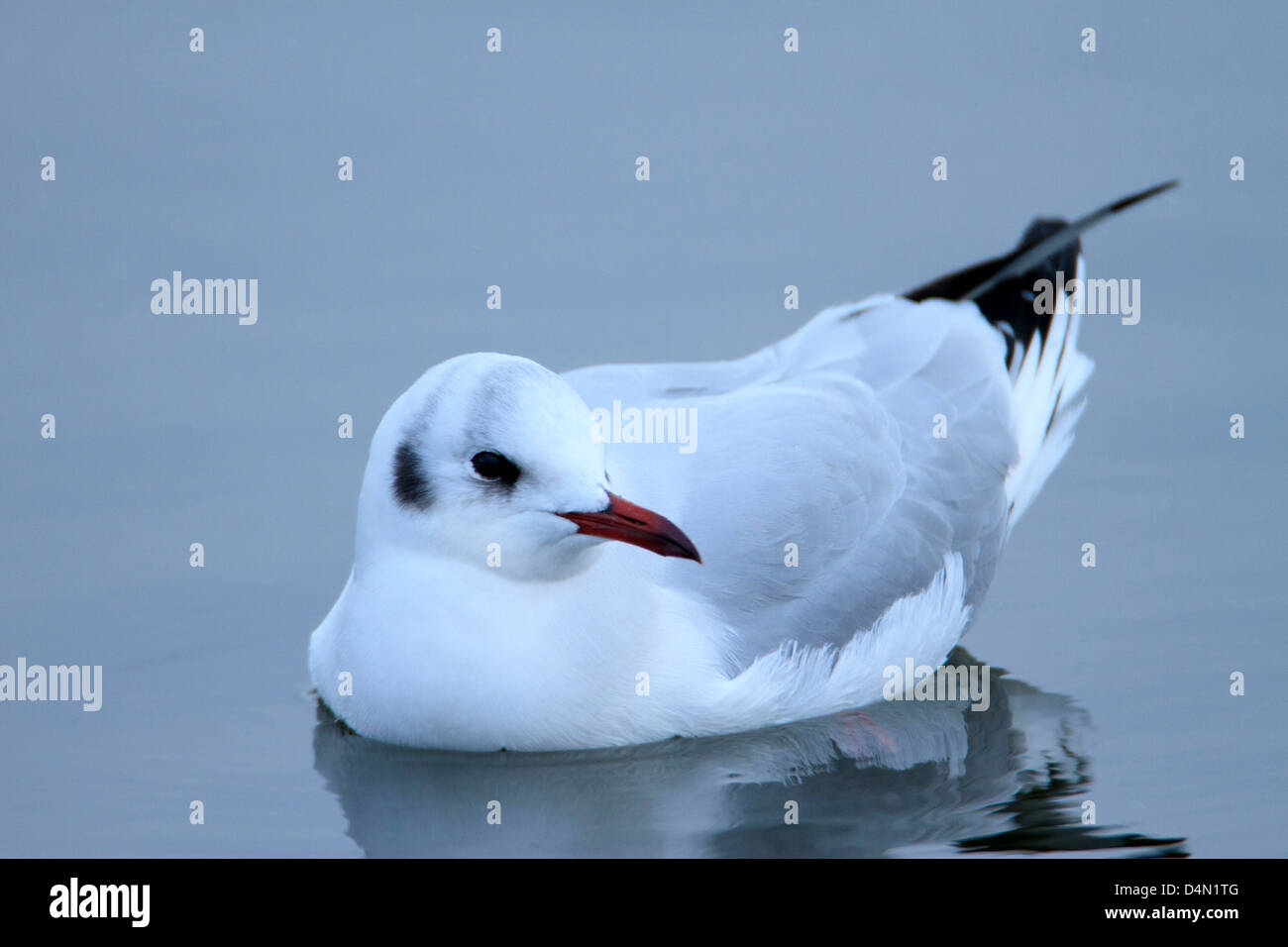 Black Headed Gull Larus Ridibundus On Blue Water French Mouette Rieuse German Lachmowe Spanish Gaviota Reidora Stock Photo Alamy