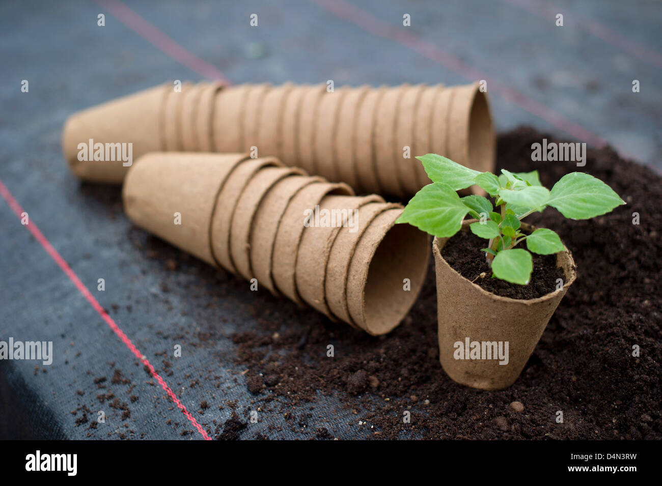 Compostable planting pots at a nursery Stock Photo