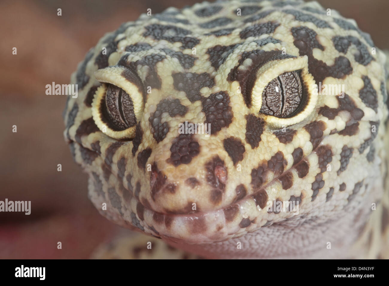 Closeup of pet Leopard Gecko. Stock Photo