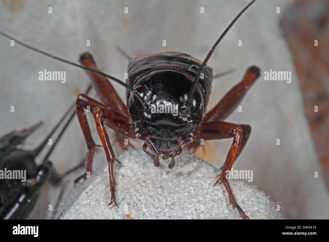 Black crickets in box bought as food for lizards Stock Photo Alamy