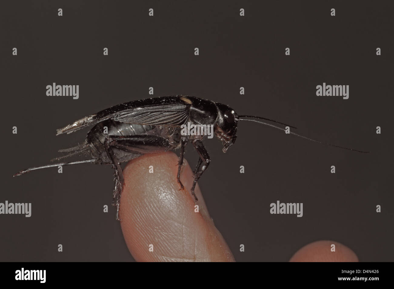 Black cricket used as pet food on finger Stock Photo Alamy