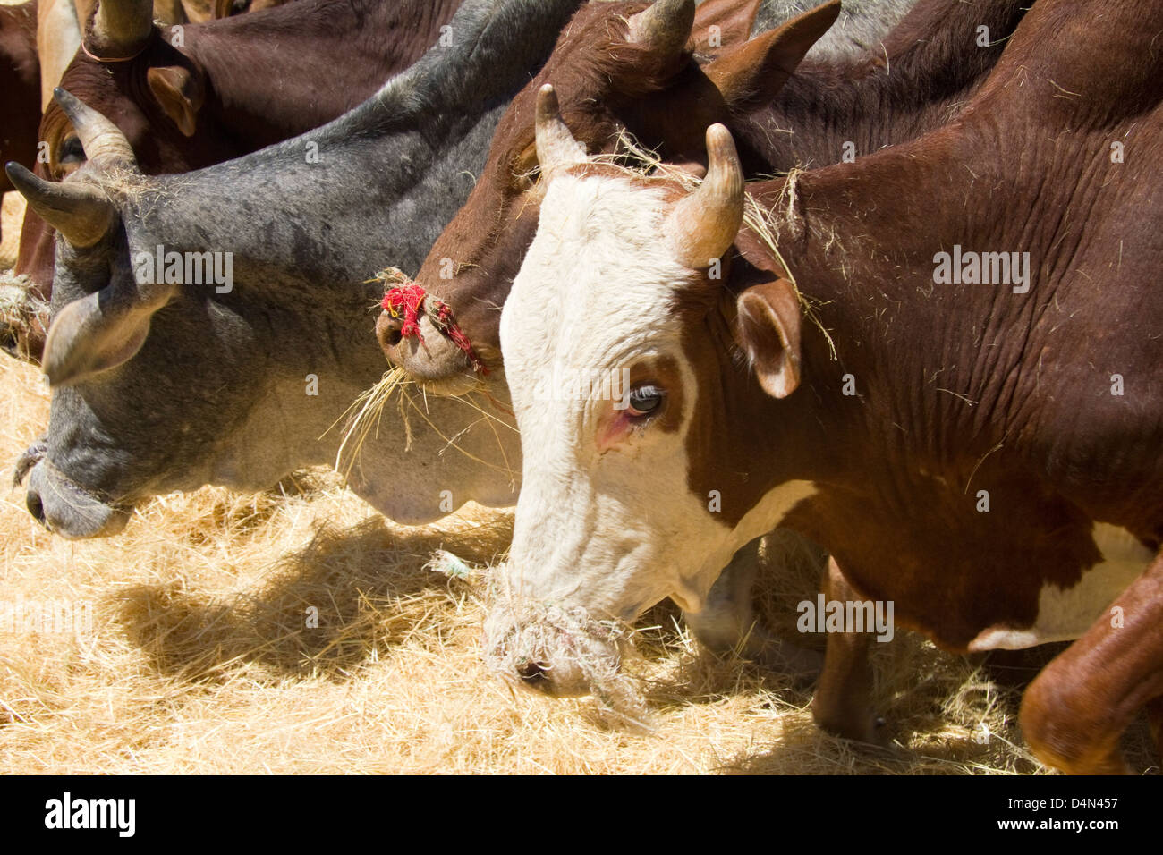 Thrashing with oxen, northern Ethiopia, Africa Stock Photo