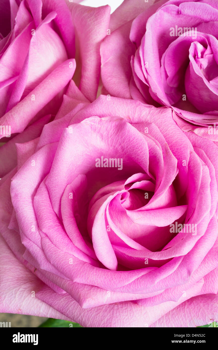 Pink rose taken in natural light Stock Photo - Alamy