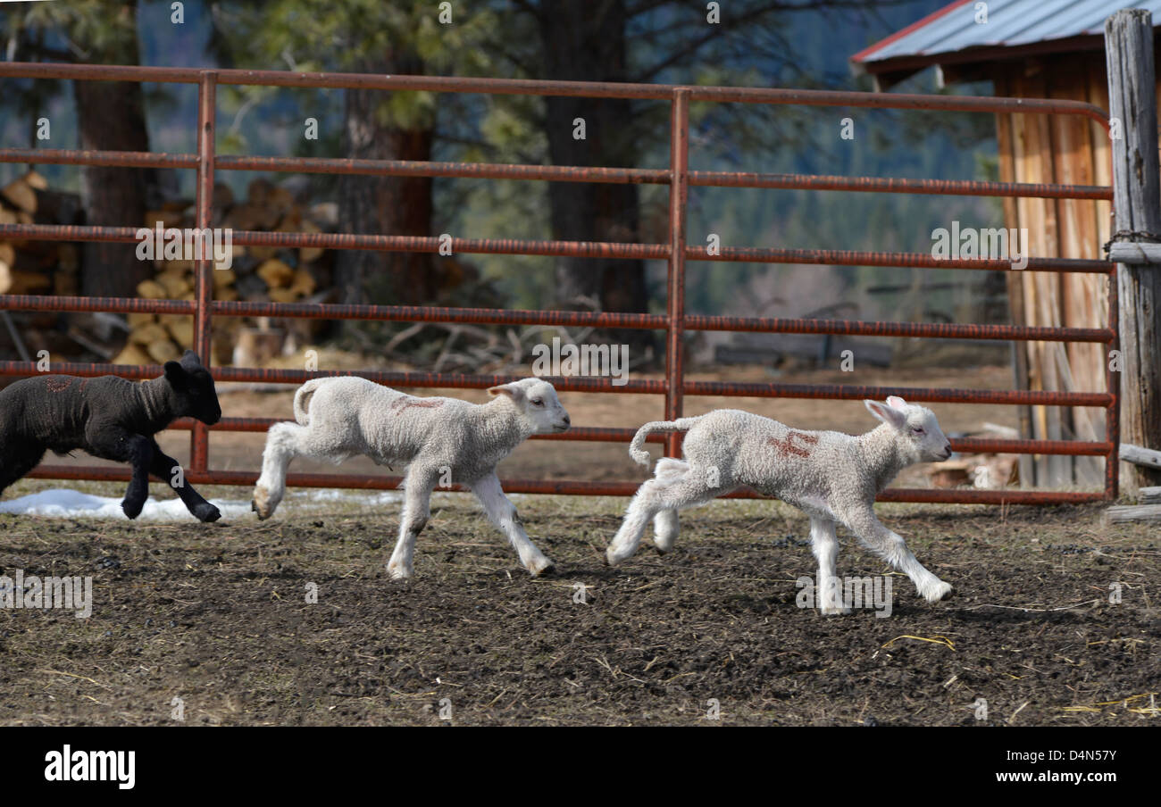 Playful lambs running, Wallowa Valley, Oregon. Stock Photo