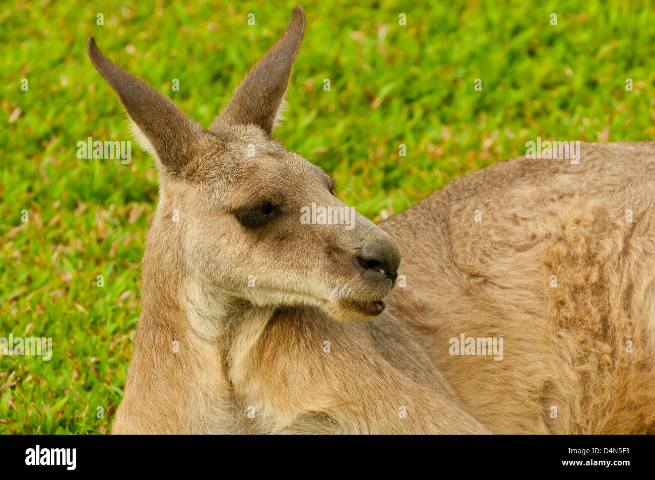 Agile Wallaby near Daintree, Queensland, Australia Stock Photo