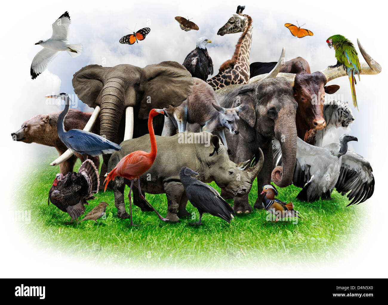A Collage Of Wild Animals And Birds Stock Photo