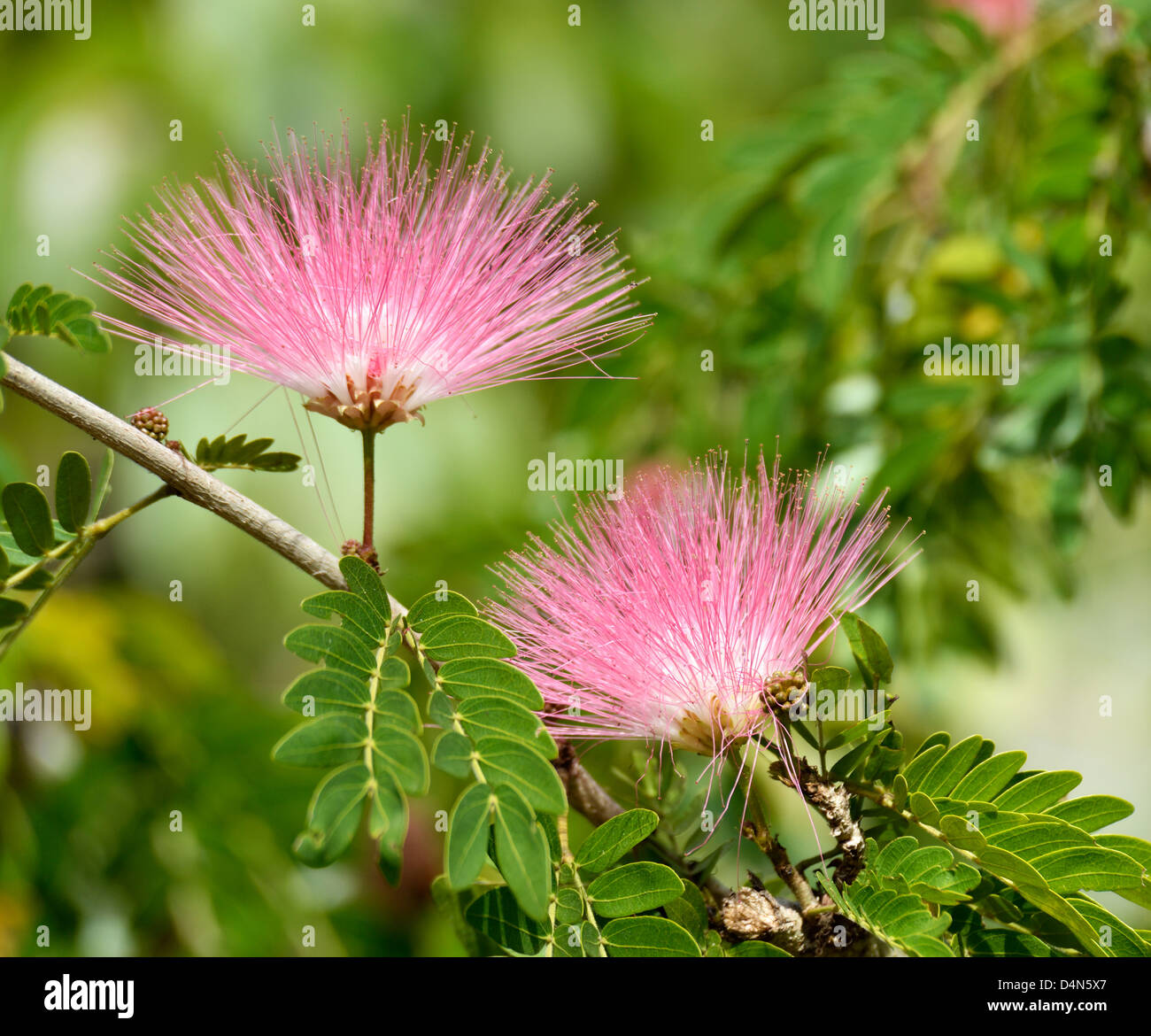 Flowers Of Acacia Albizzia Julibrissin Or Silk Tree Stock Photo Alamy Flowers Of Acacia Albizzia Julibrissin Or Silk Tree Stock Photo Alamy