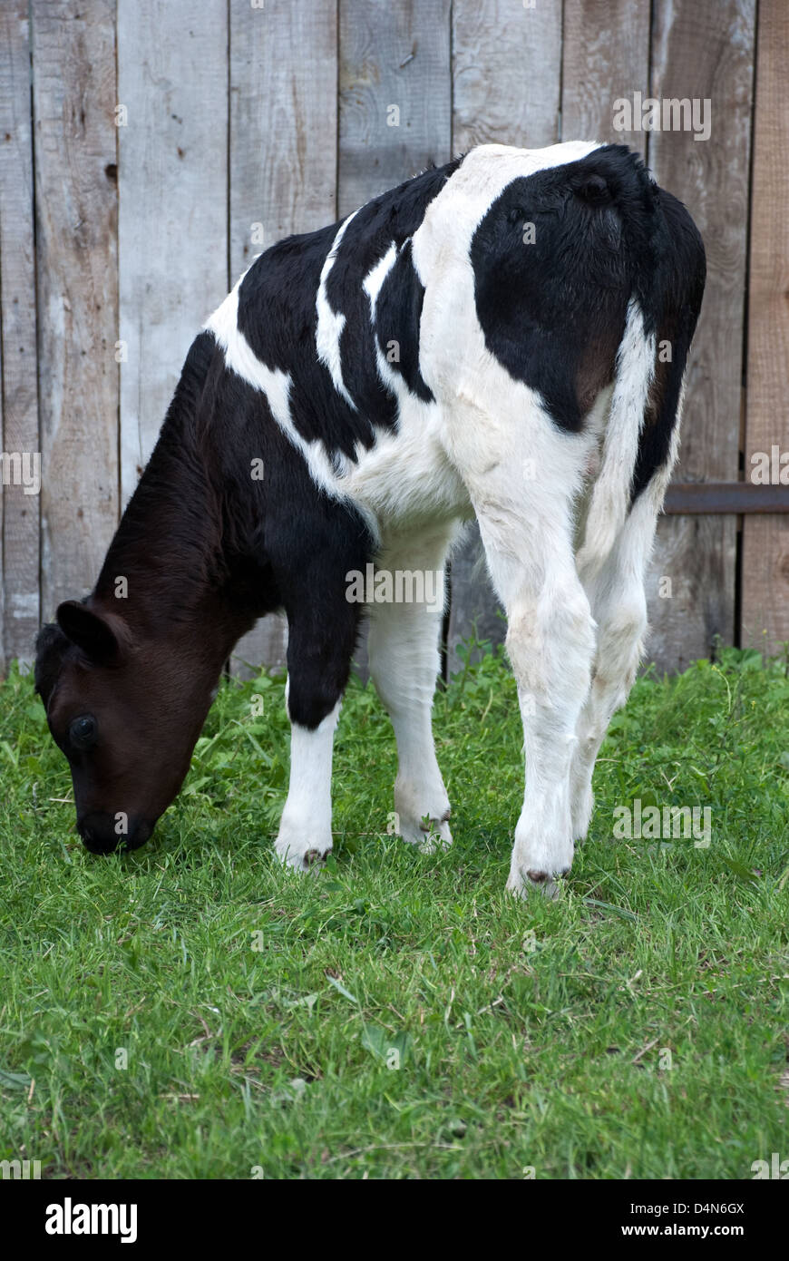 Calf Stock Photo - Alamy