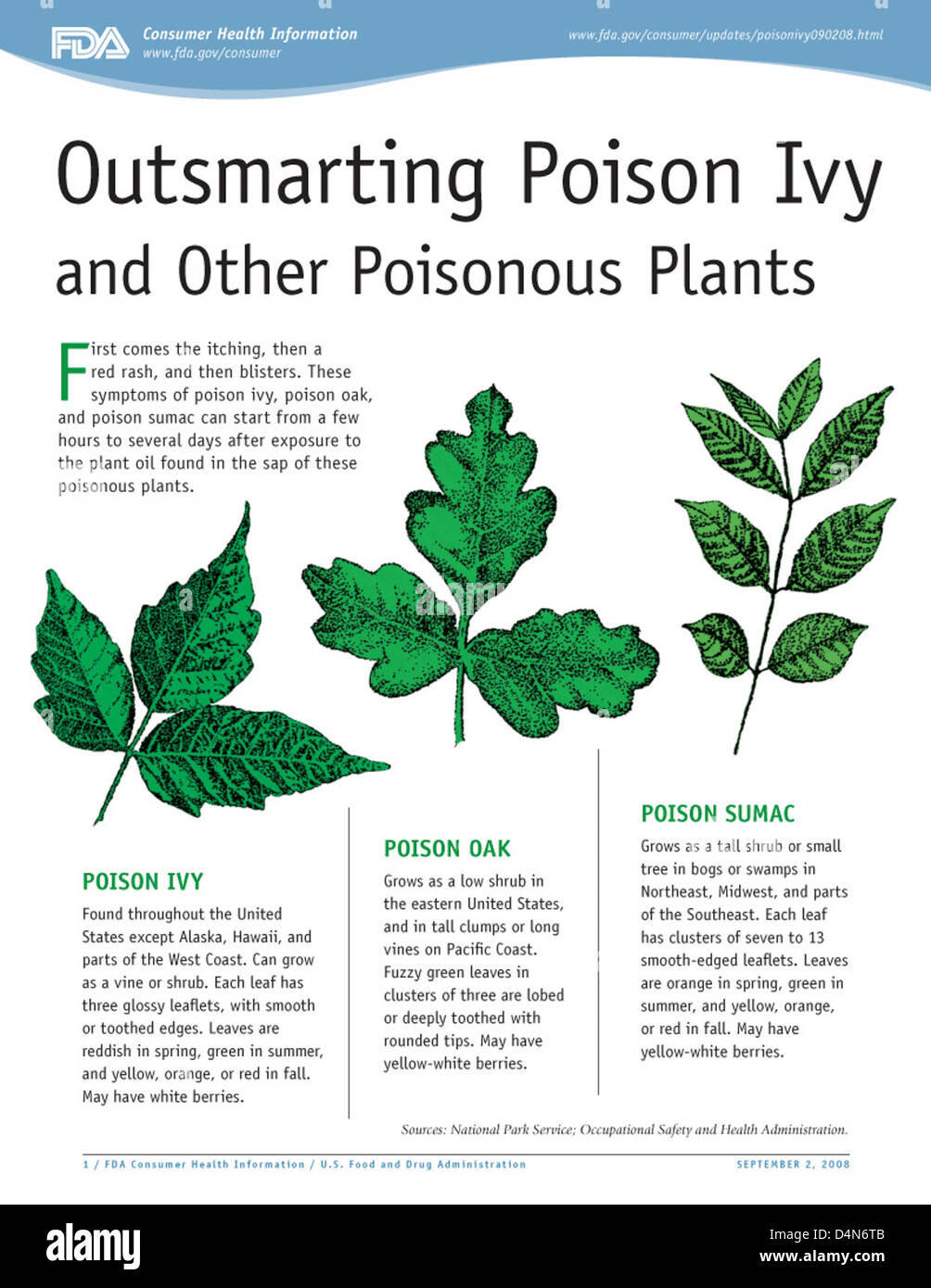 Outsmarting Poison Ivy and Other Poisonous Plants Stock Photo - Alamy