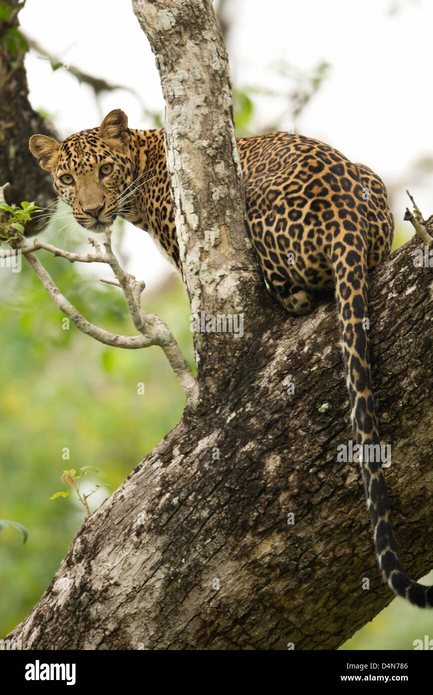 leopard up a tree, with its head turned and looking at the camera Stock Photo