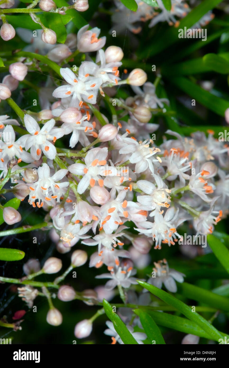 Asparagus/Emerald Fern/Foxtail Shrub/Sprenger Asparagus Flowers