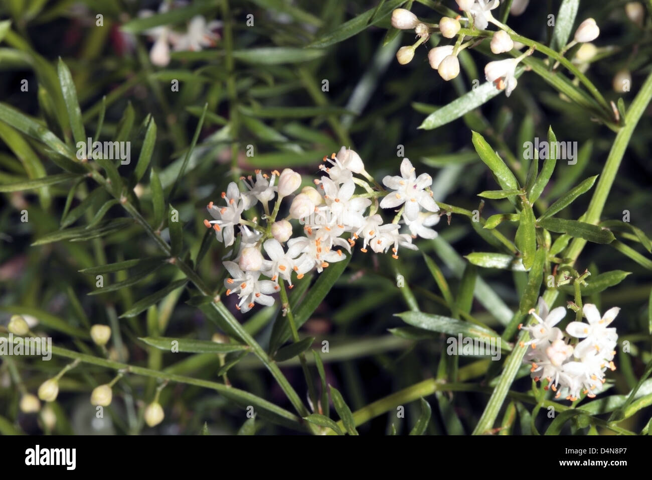 Asparagus/Emerald Fern/Foxtail Shrub/Sprenger Asparagus Flowers
