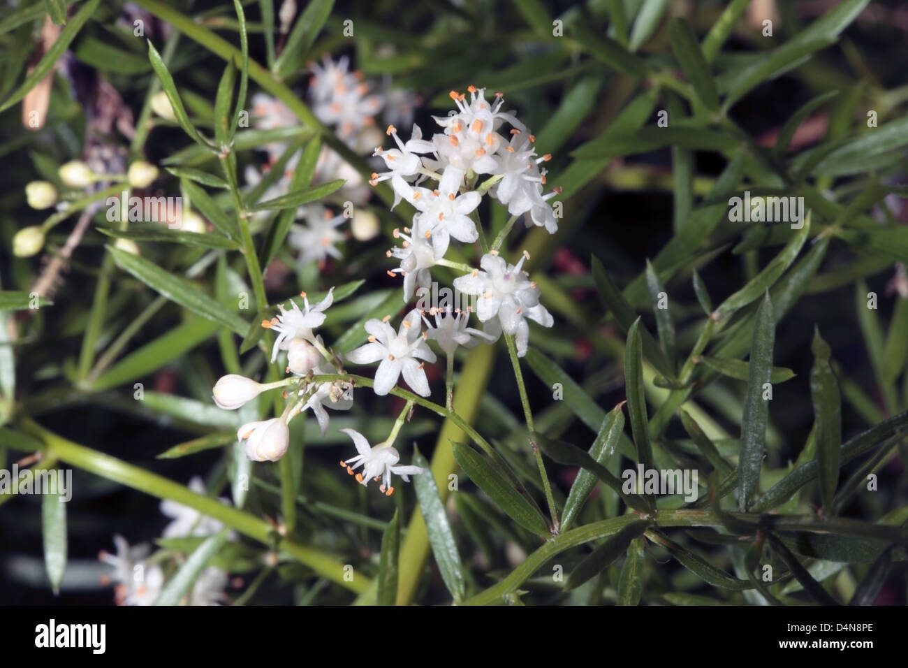 Asparagus/Emerald Fern/Foxtail Shrub/Sprenger Asparagus FlowersAsparagus densiflorus [prev A