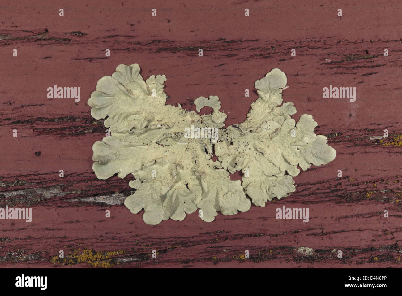 Lichen of the species Xanthoparmelia growing on rotting wooden plank- Family Parmeliaceae Stock Photo