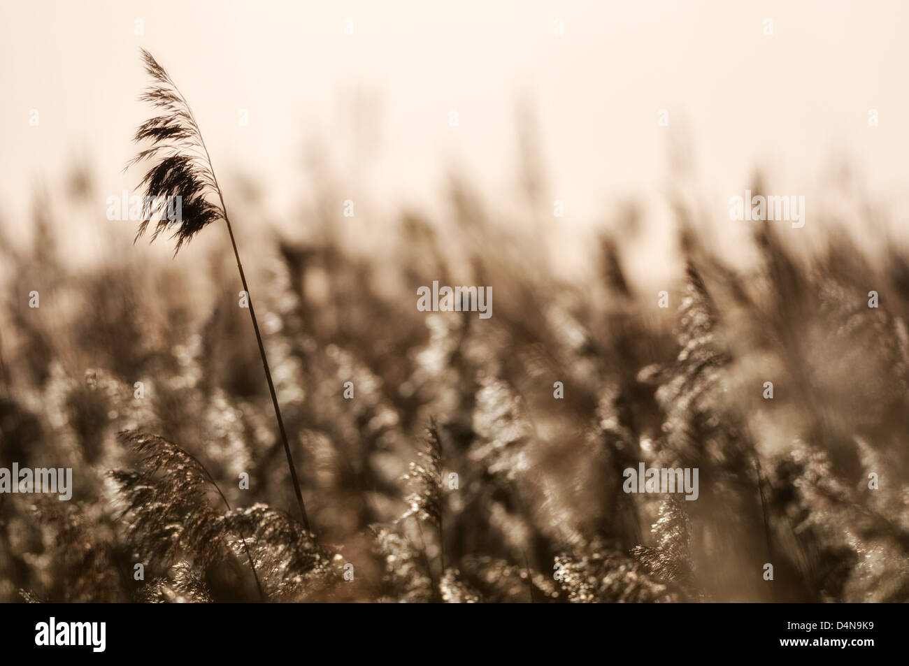 Plants swaying in breeze, close up, Göta Älv, Sweden, Europe Stock