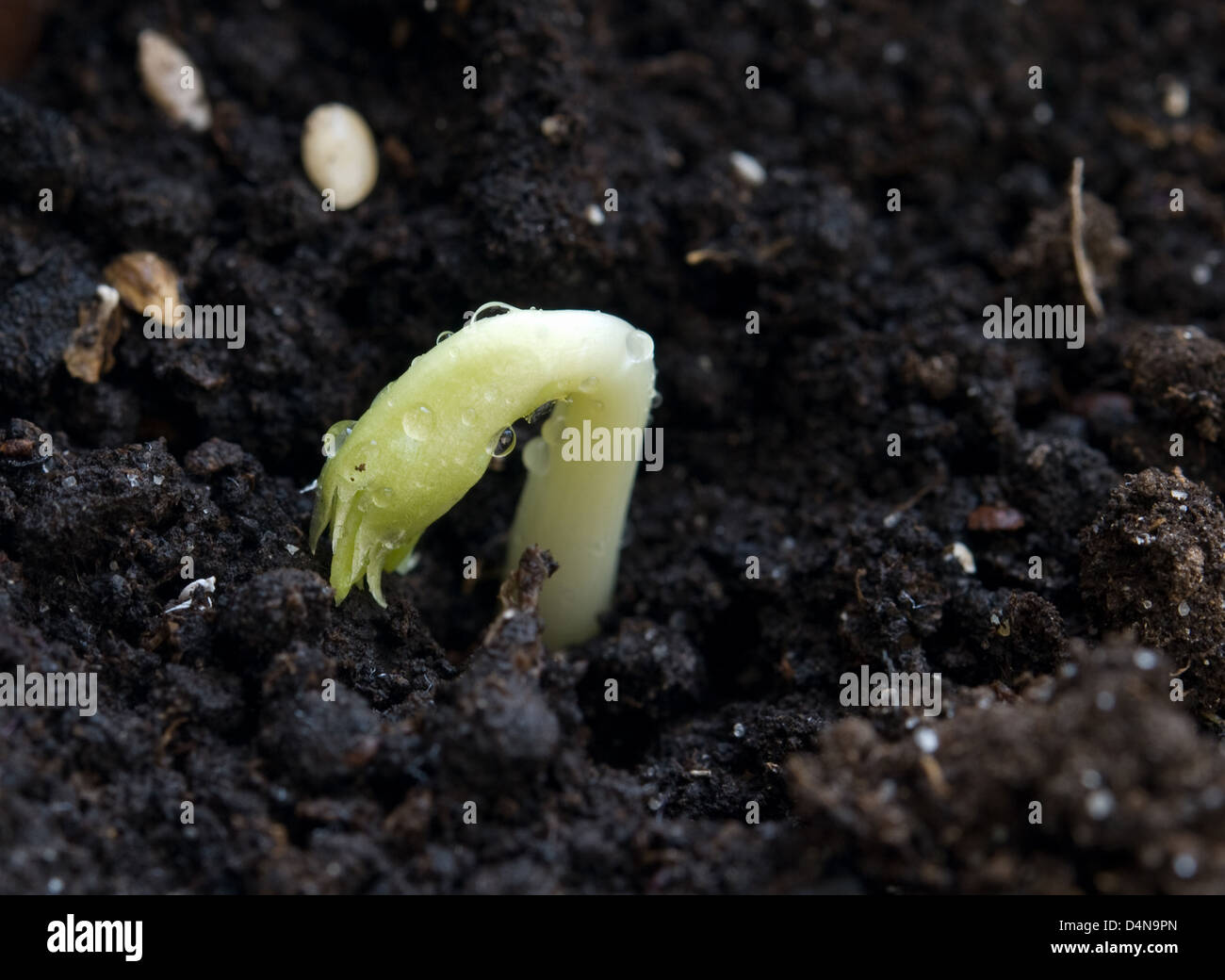 young green plant growing from soil Stock Photo