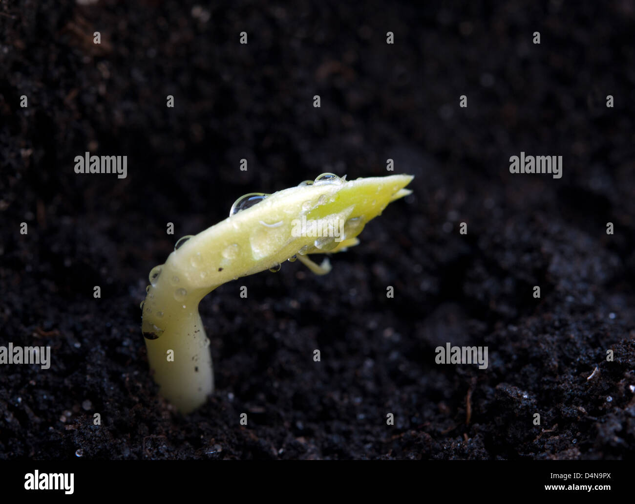 young green plant growing from soil Stock Photo
