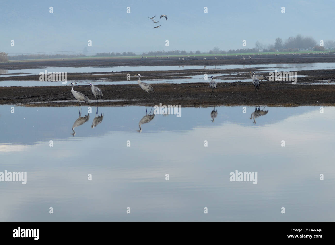 Common crane (Grus grus) Silhouetted at dawn Stock Photo