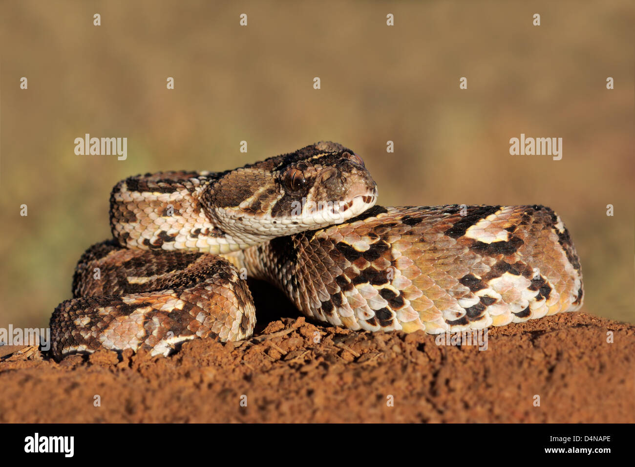 Sedge Viper Ready To Strike Atheris Photograph by Nhpa - Pixels