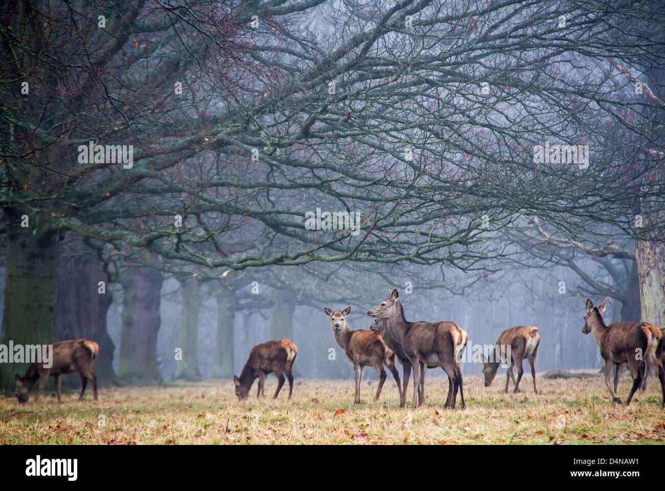 red deer at windsor great park Stock Photo