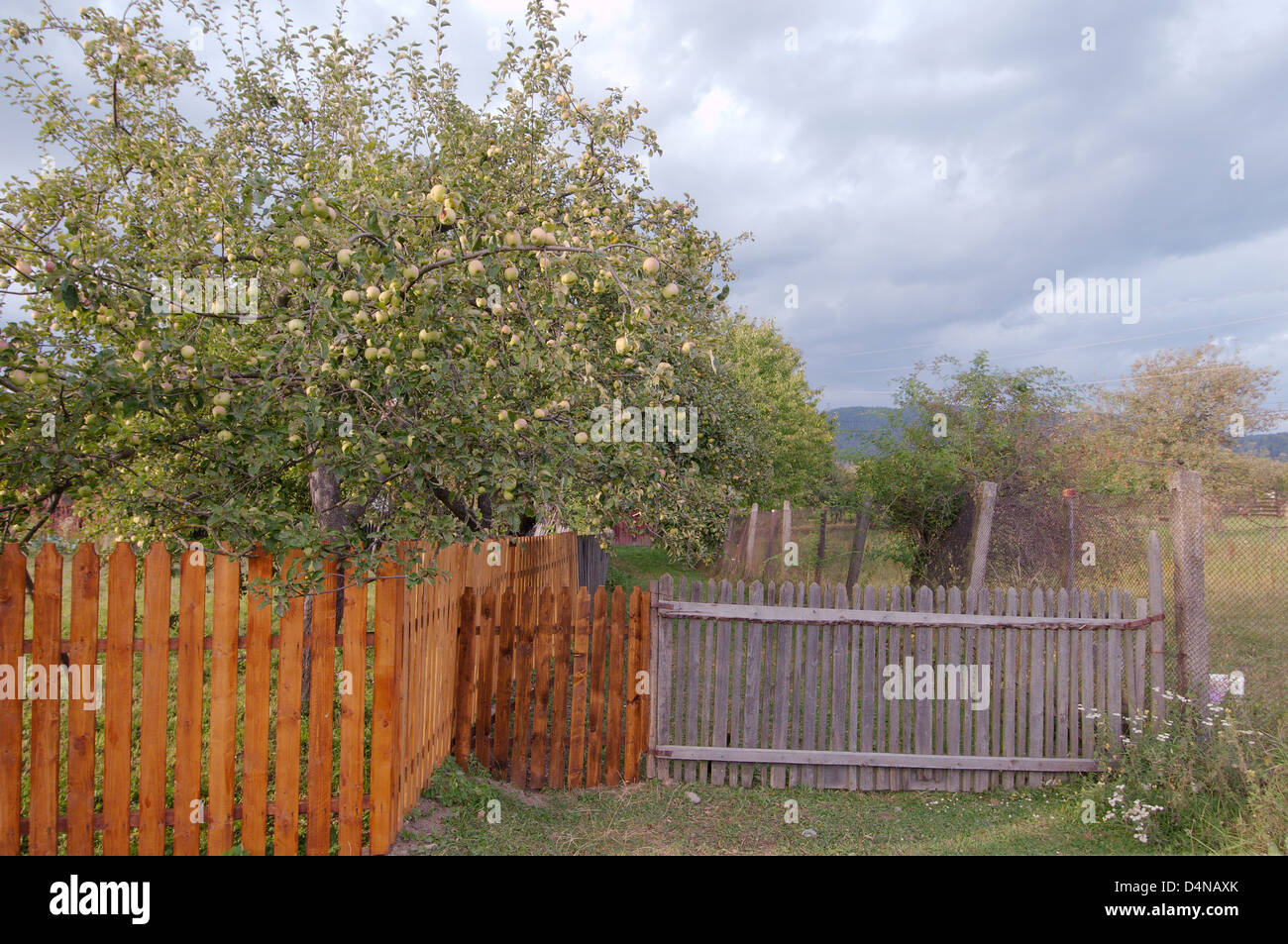 apple-tree, Transilvania, Romania, Europe Stock Photo