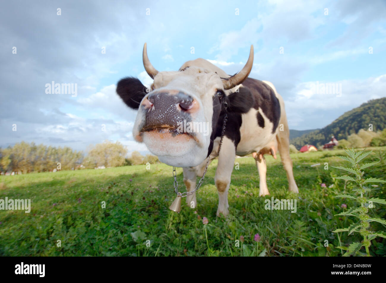 A cow sits on the meadows in the Carpathian Mountains, Romania, Europe Stock Photo