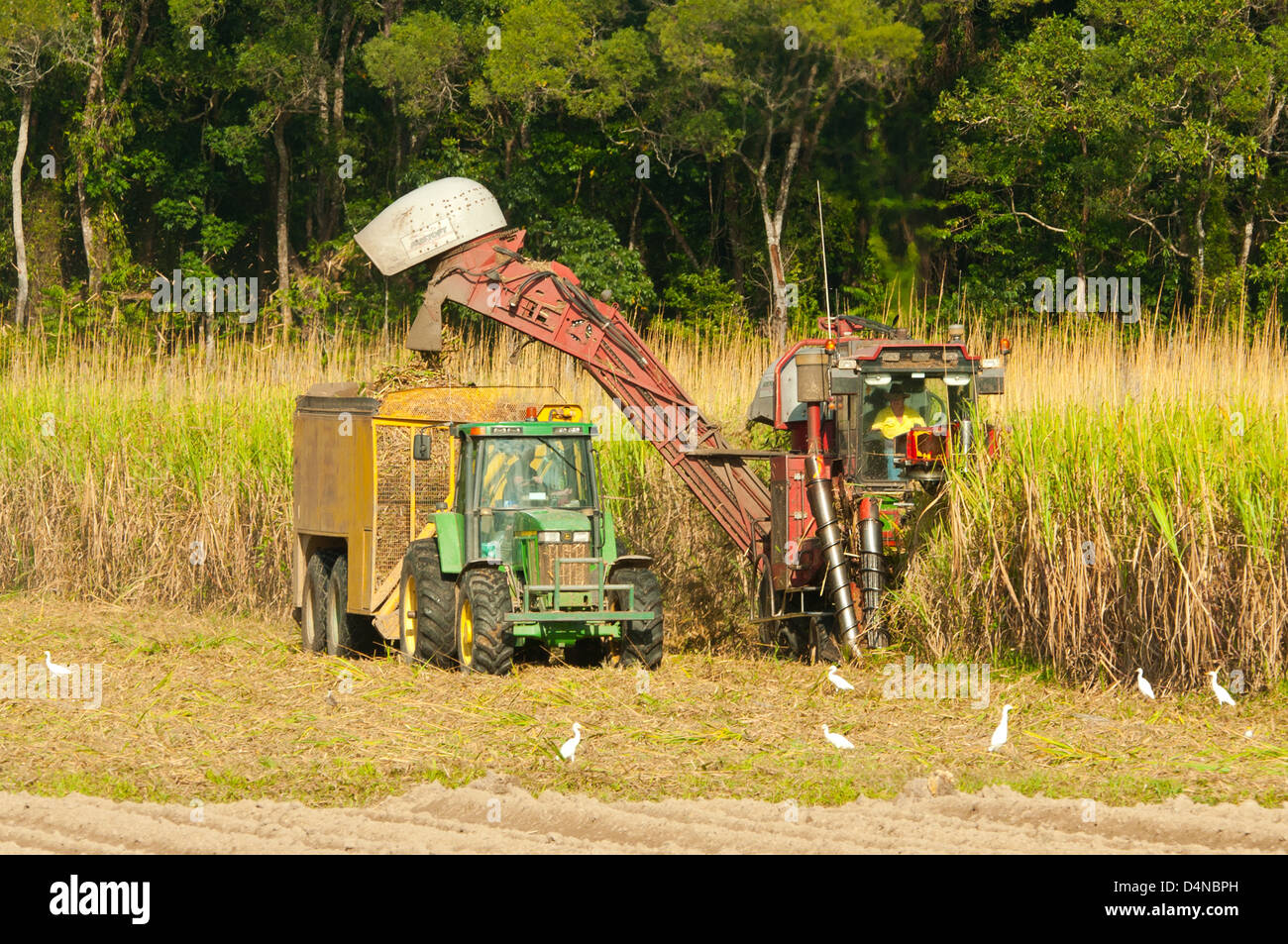 Sugar Cane Harvesting near Mossman, Queensland, Australia Stock Photo